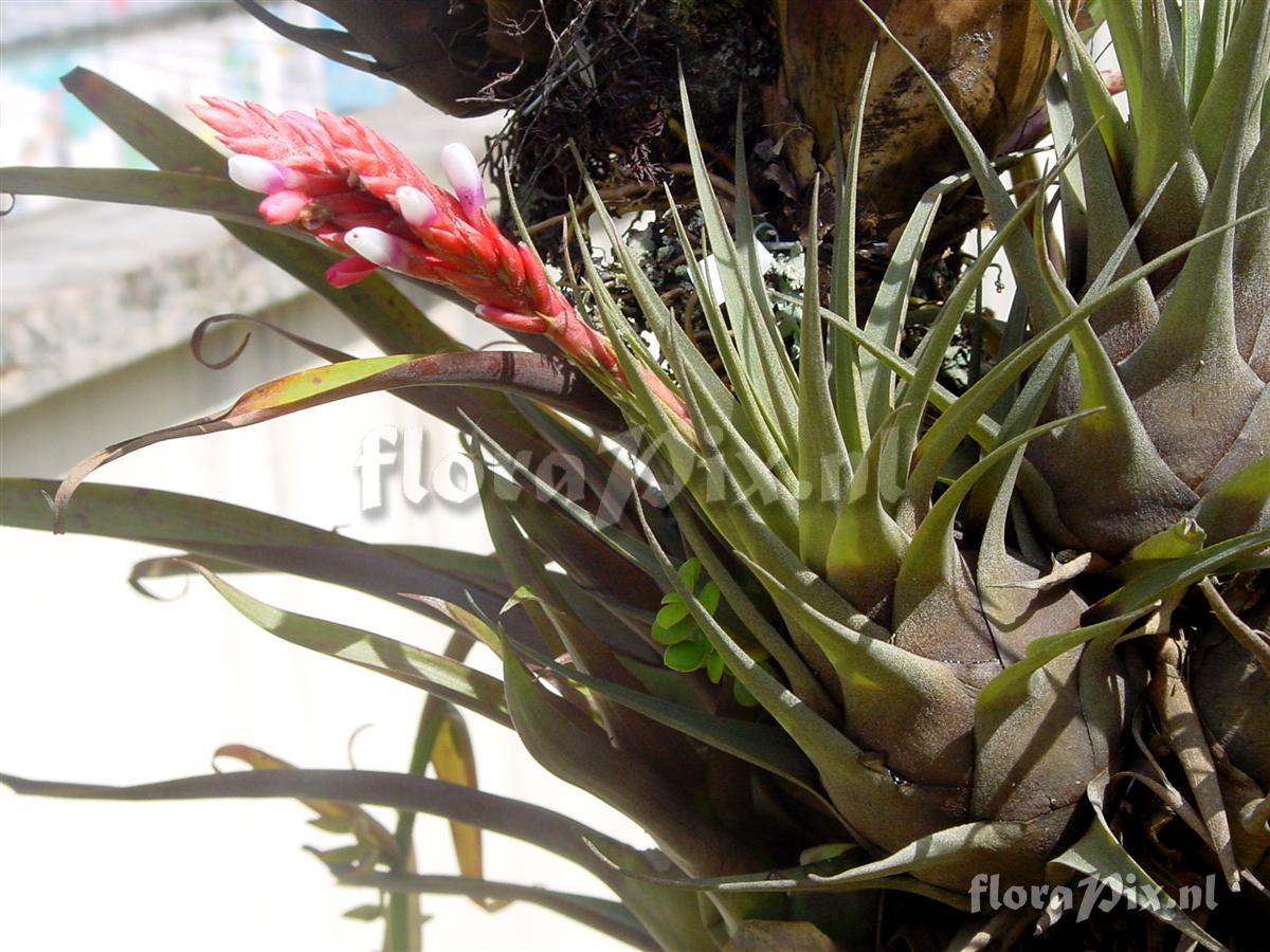 Tillandsia fragrans