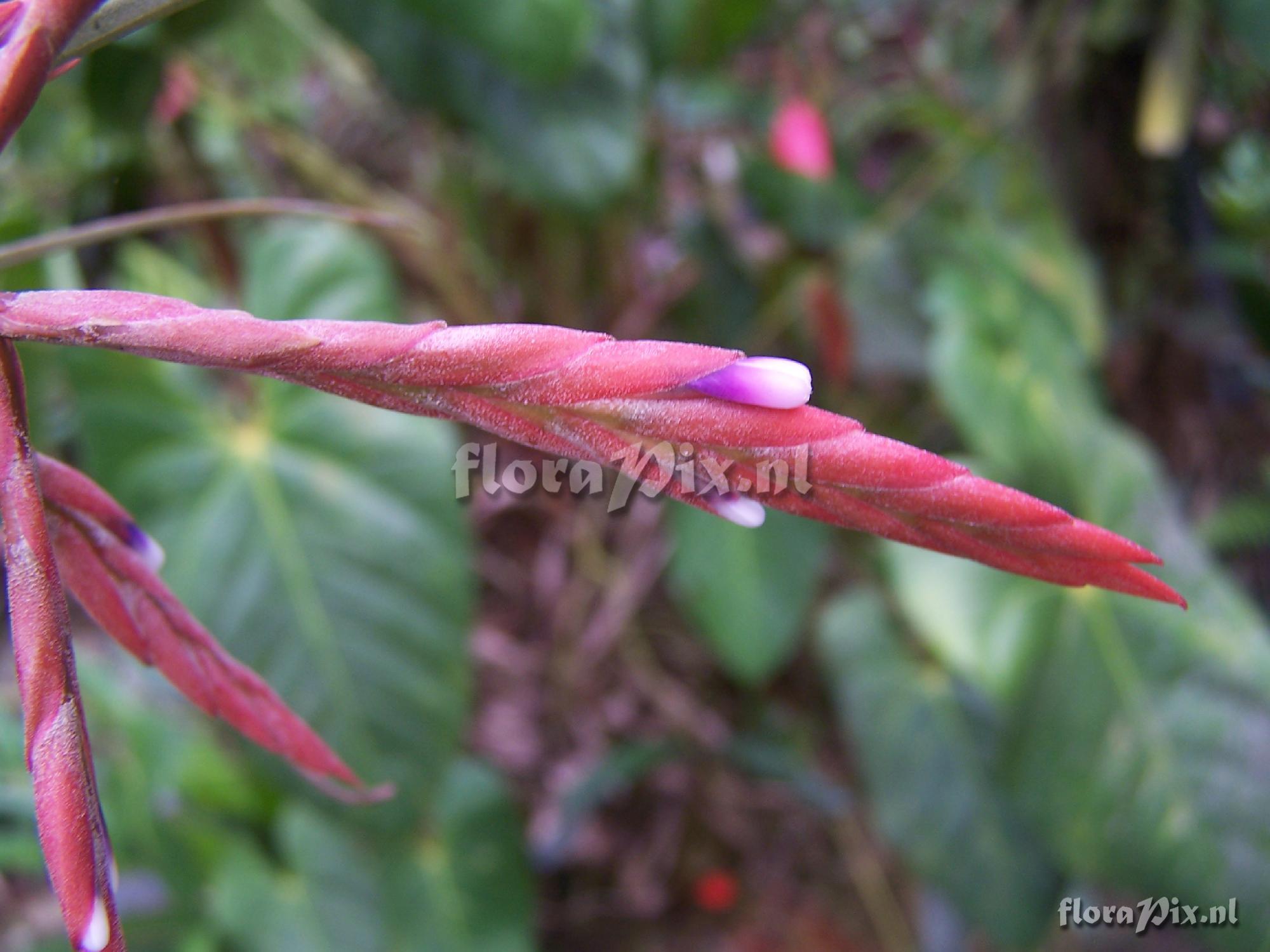 Tillandsia sp.