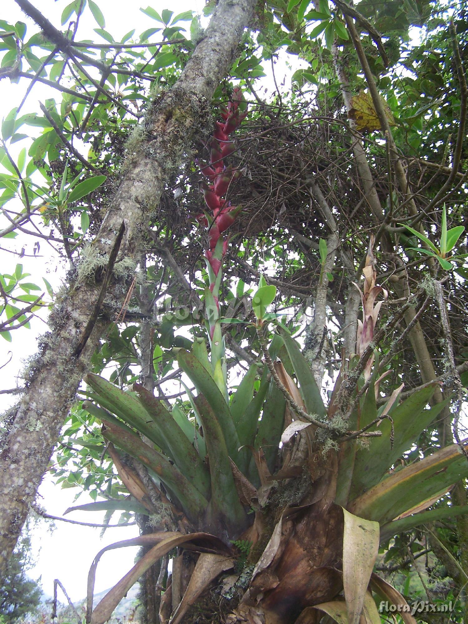 Tillandsia sp.