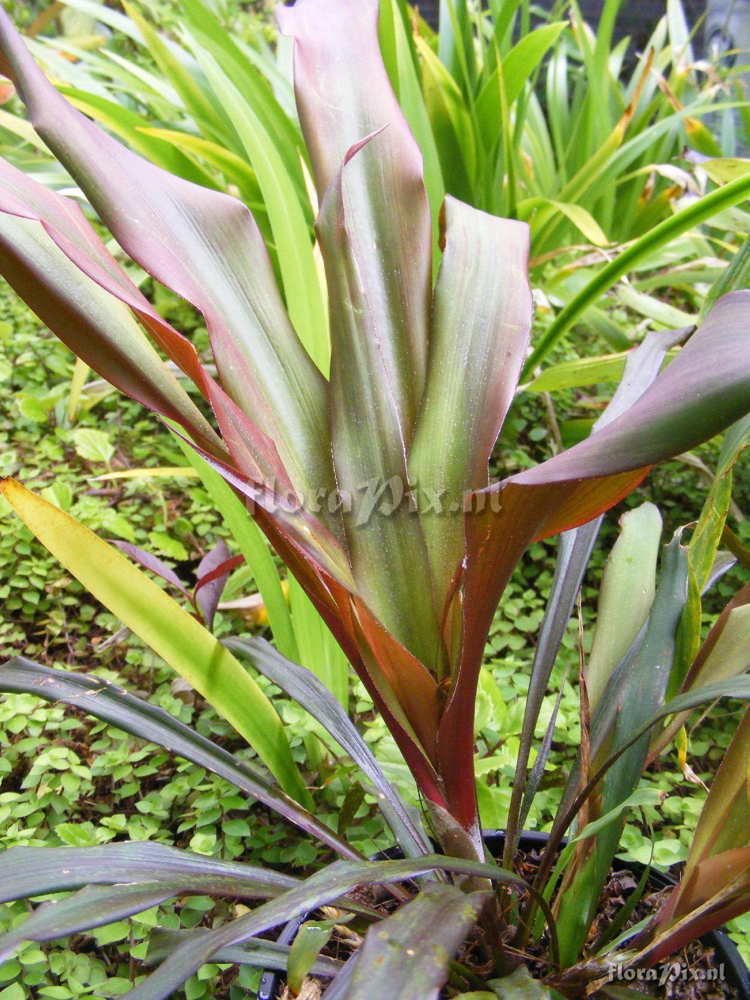 Pitcairnia riparia