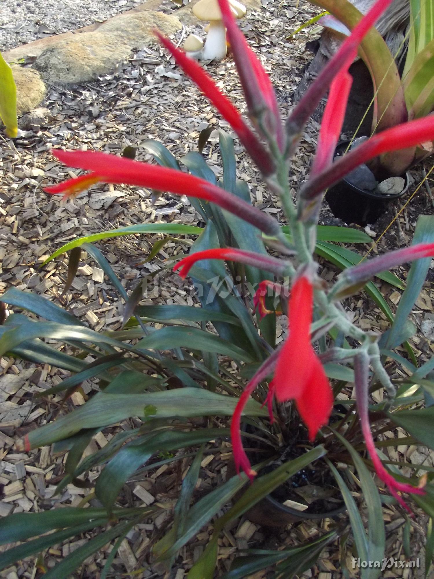 Pitcairnia riparia