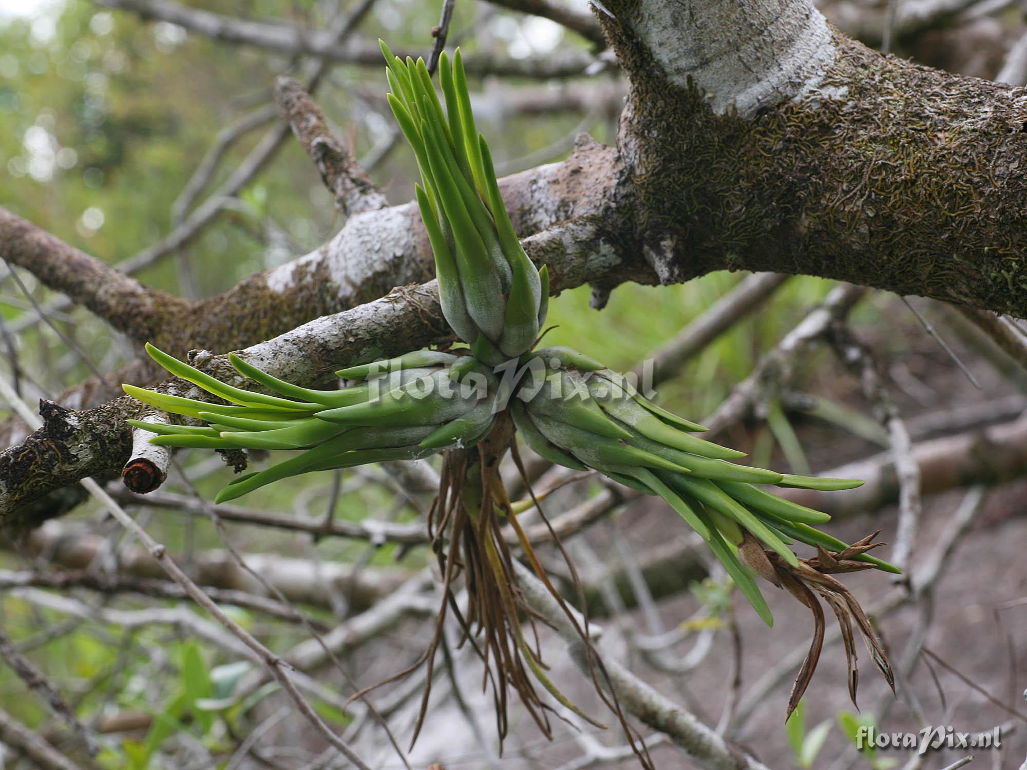 Tillandsia paraensis