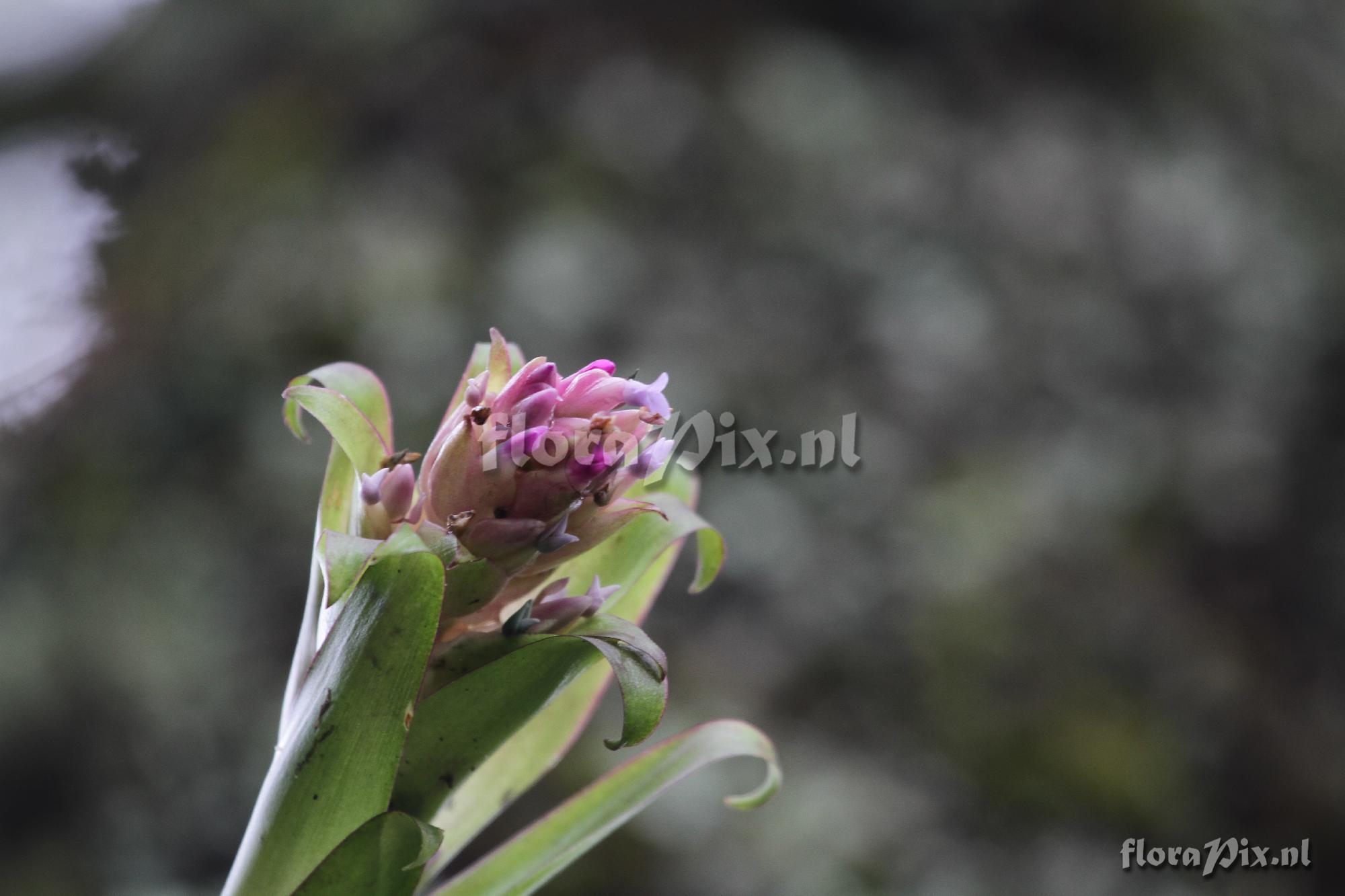 Tillandsia biflora