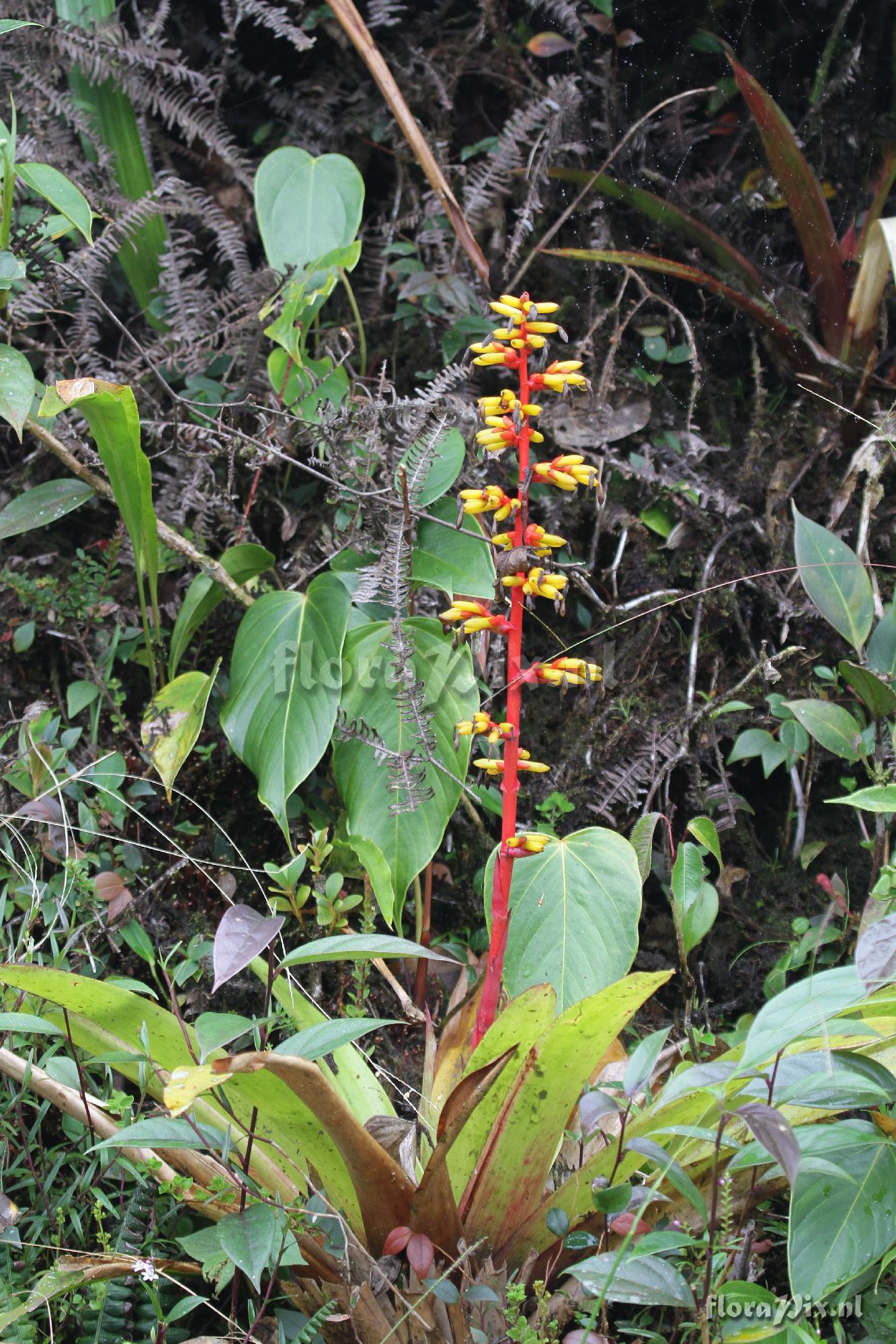 Guzmania  testudinis var. tetudinis