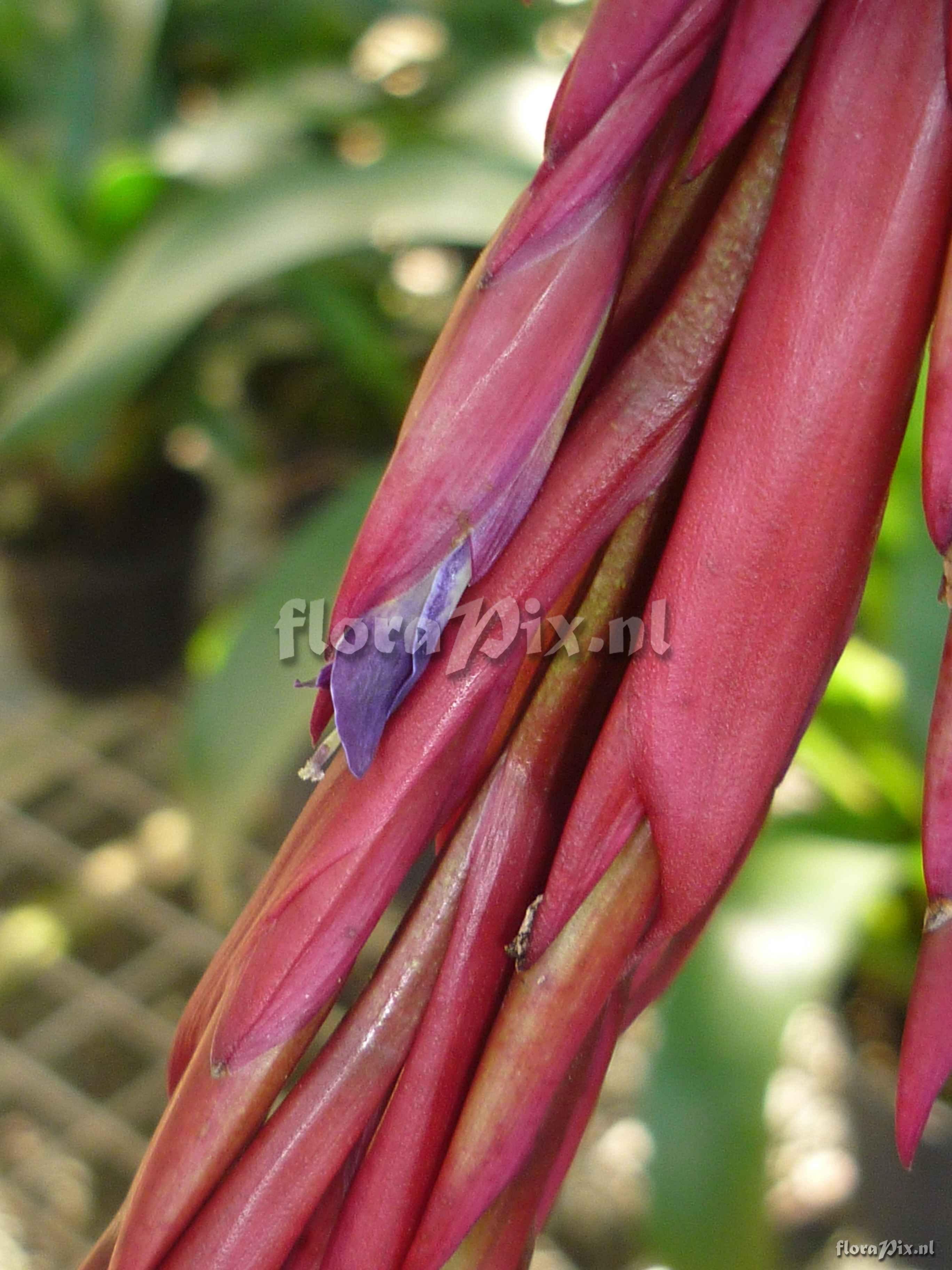 Tillandsia sp