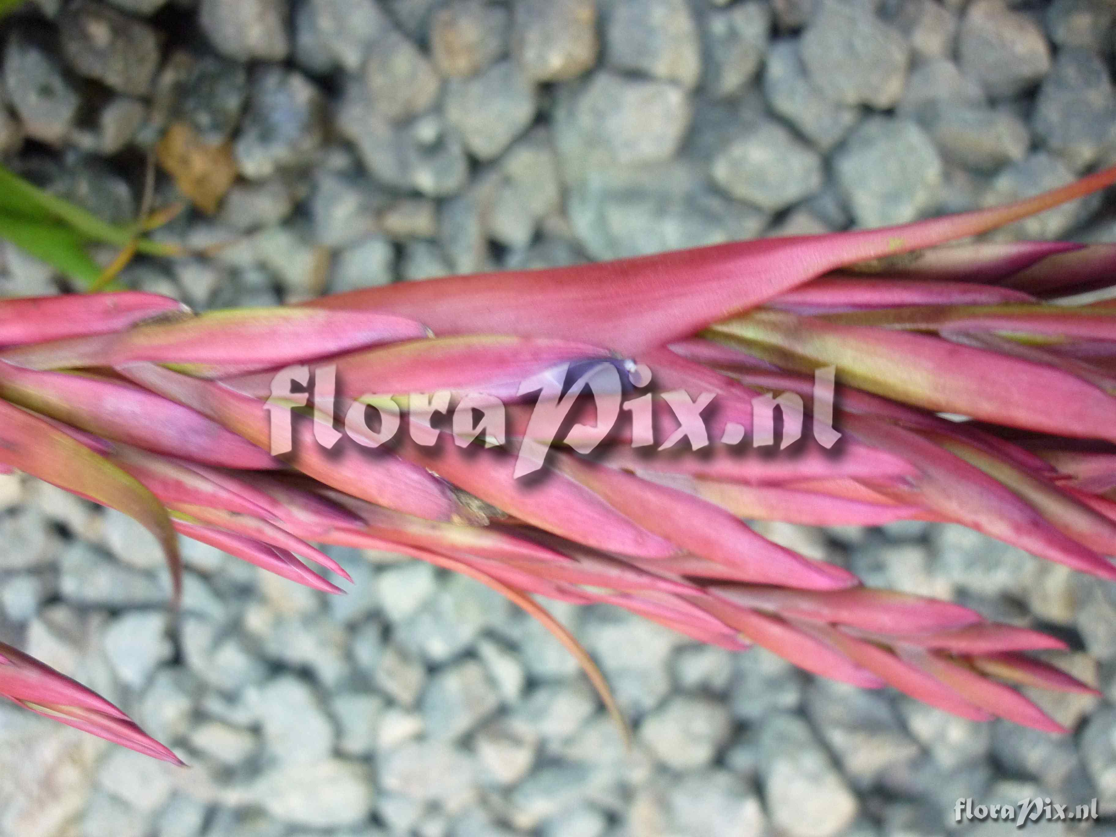 Tillandsia sp