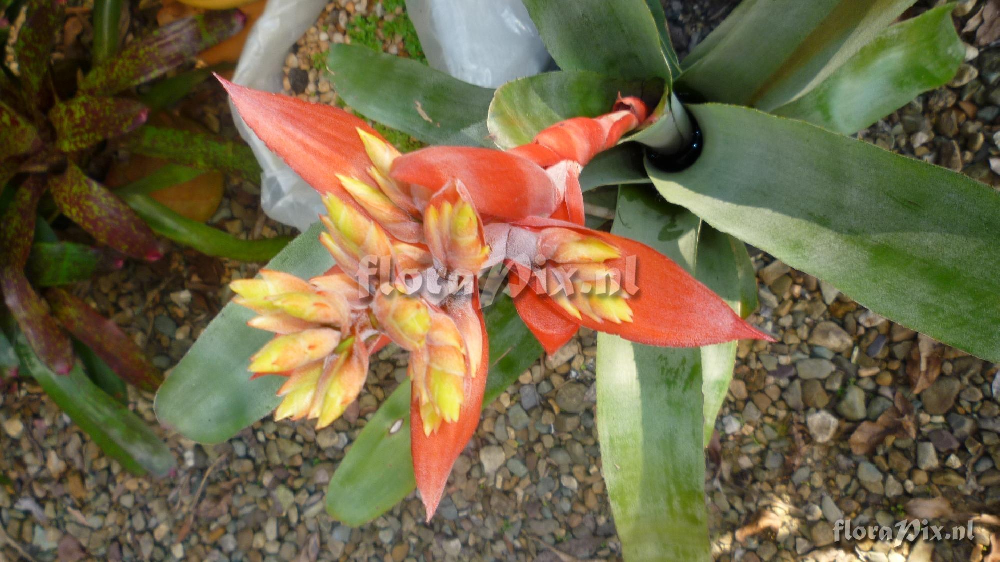 Aechmea 