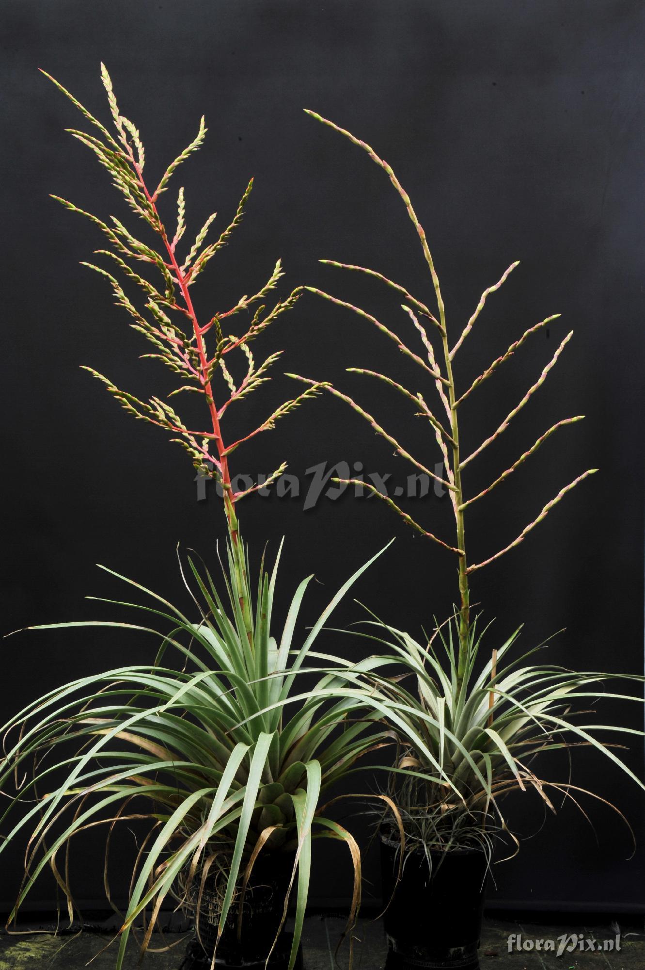 Tillandsia extensa