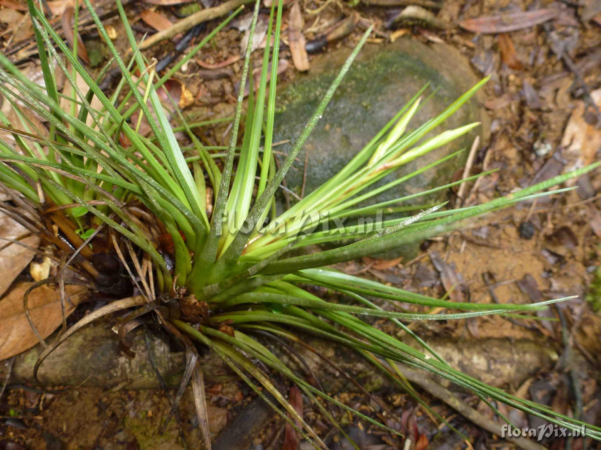 Tillandsia sp