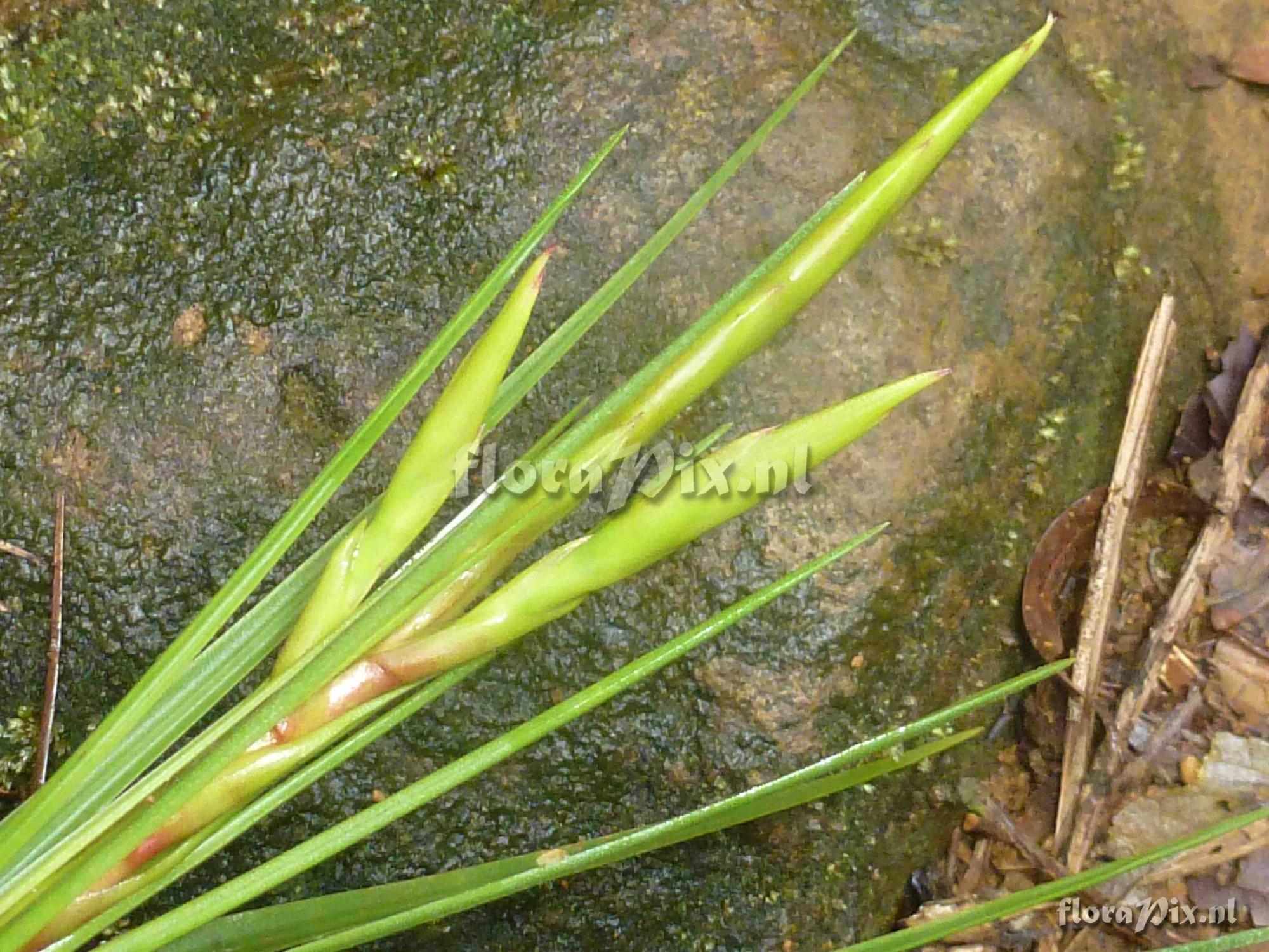 Tillandsia sp