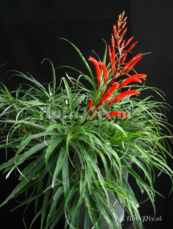 Pitcairnia punicea