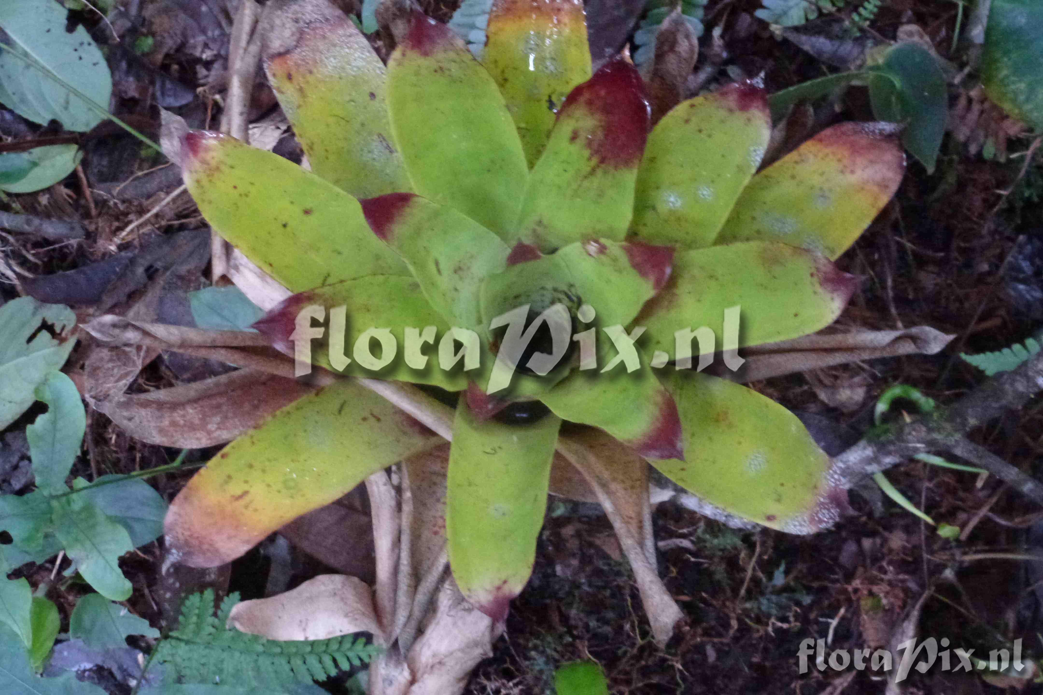 Werauhia sp