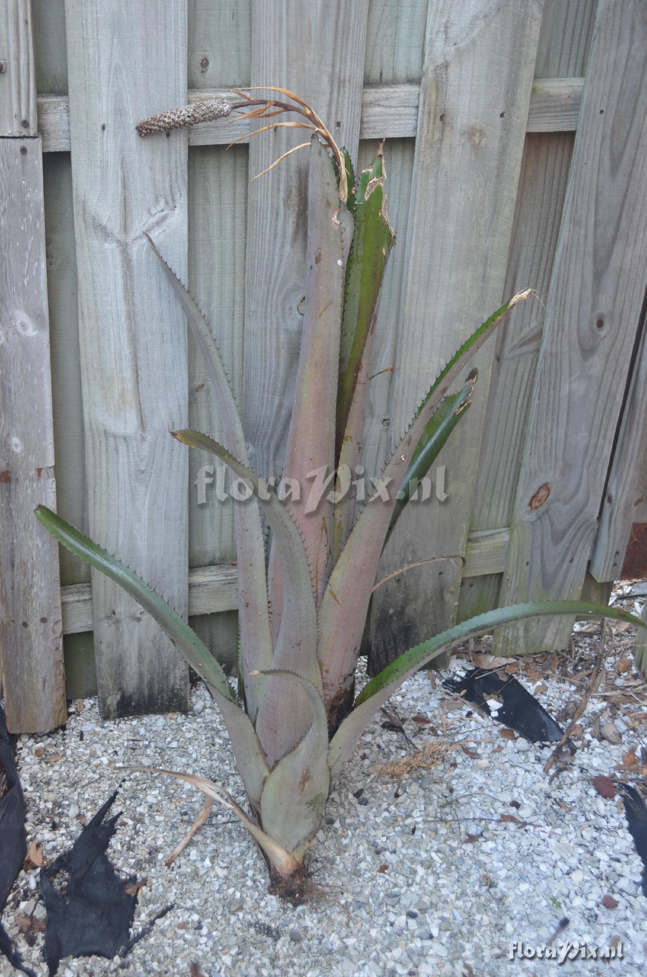 Aechmea bromeliifolia