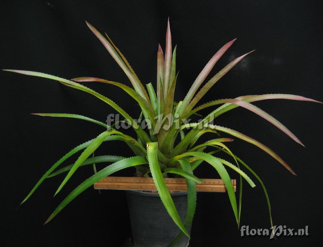 Aechmea sp