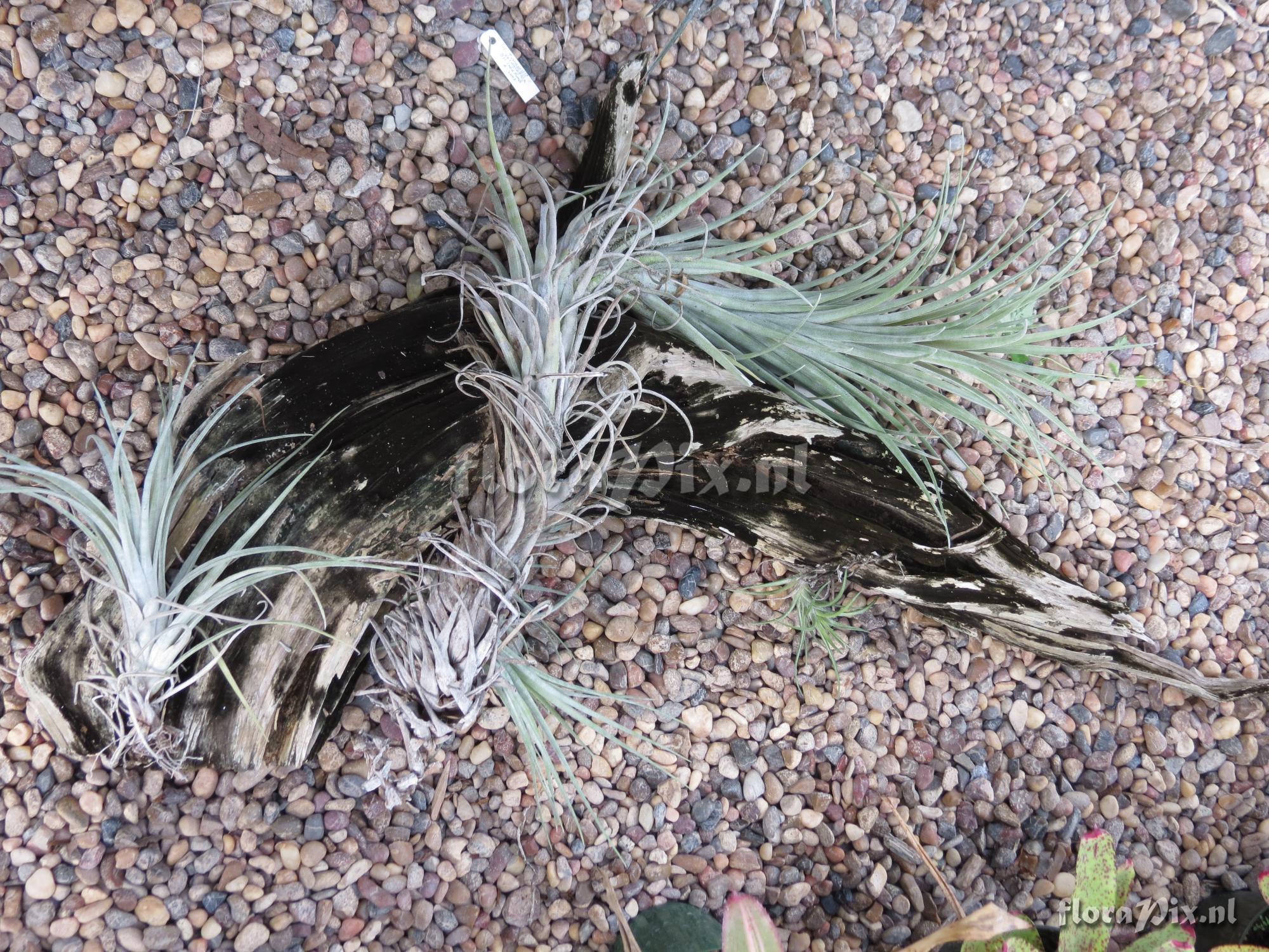 Tillandsia hybrid of tenuifolia x