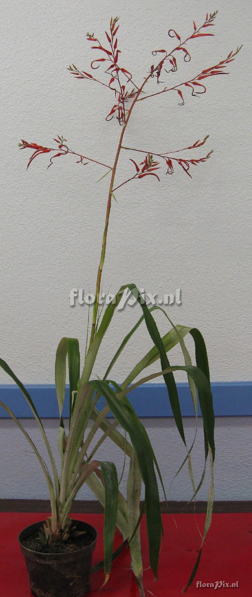 Pitcairnia sp