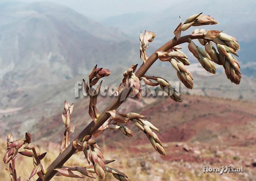 puya 