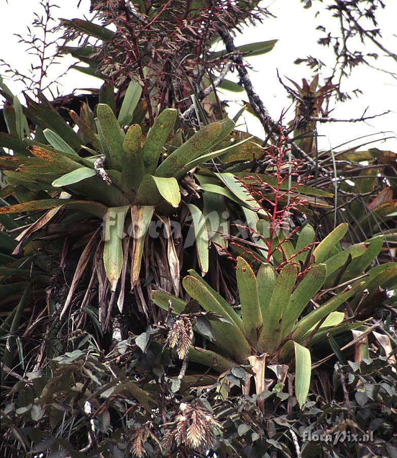 Tillandsia maculata