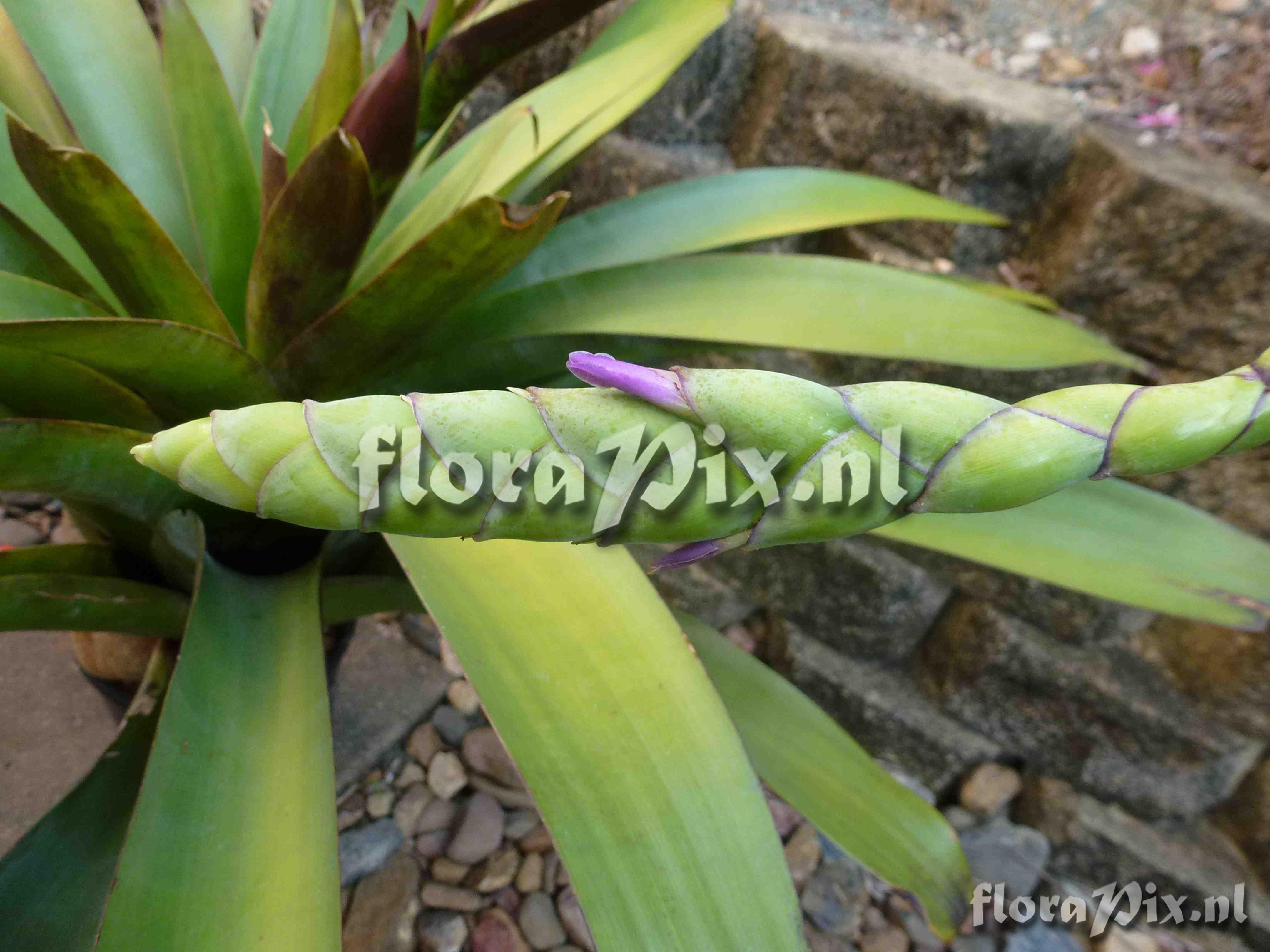 Tillandsia sp