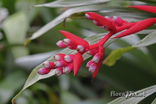 Aechmea weilbachii