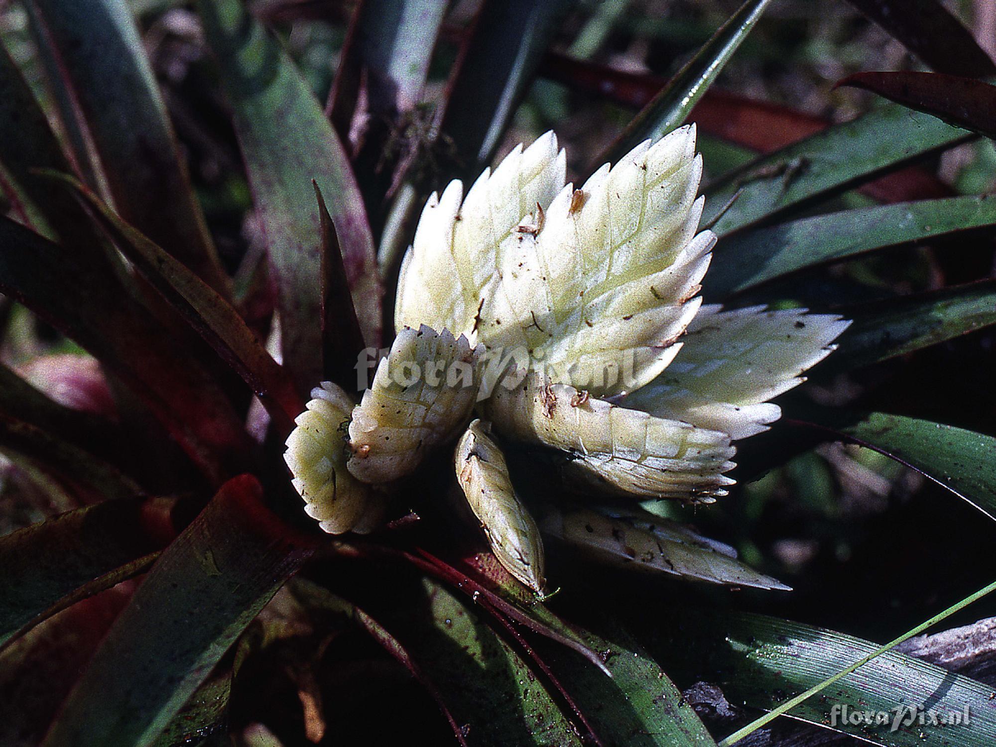 Tillandsia raackii