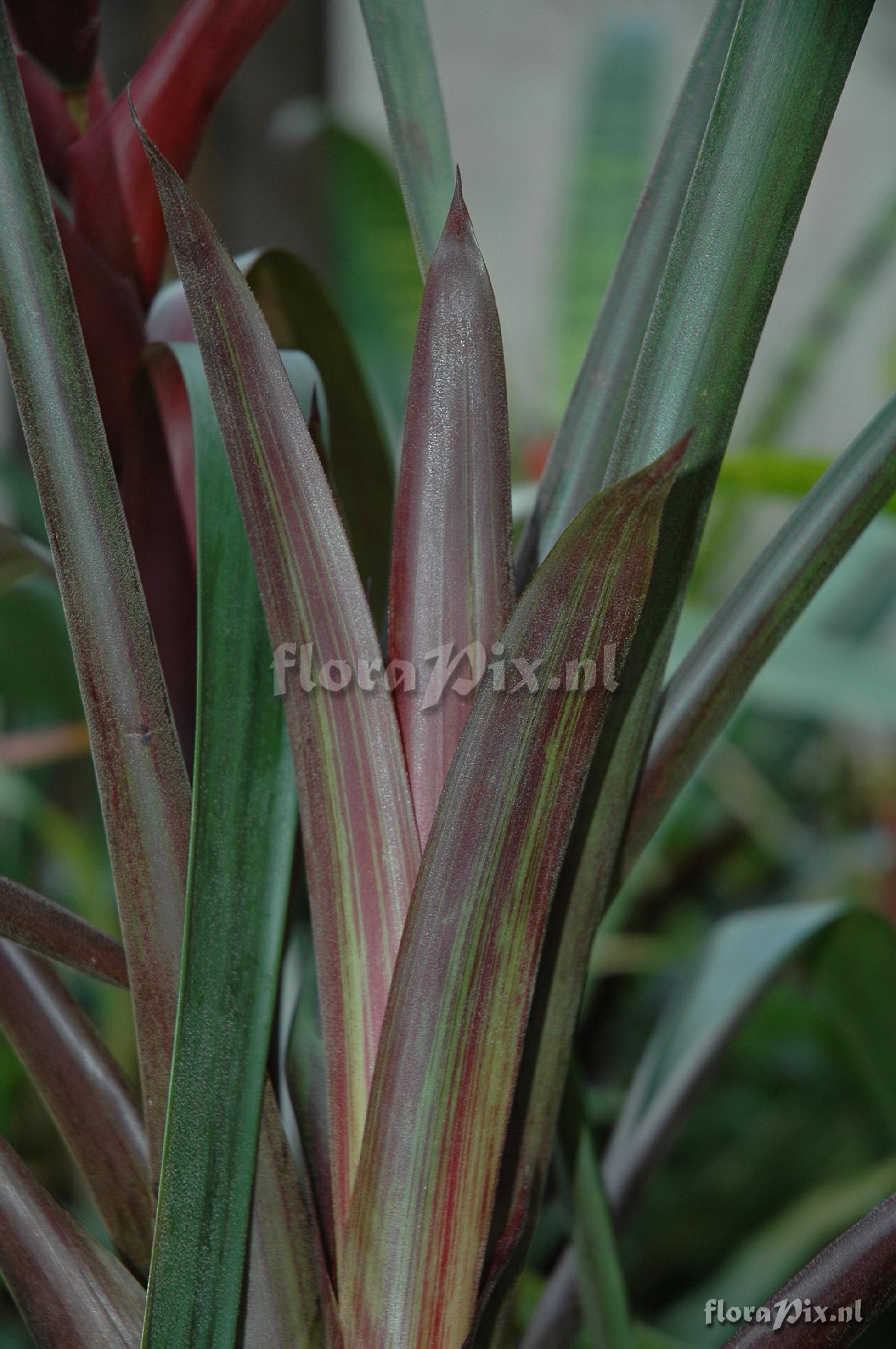 Guzmania arenaria