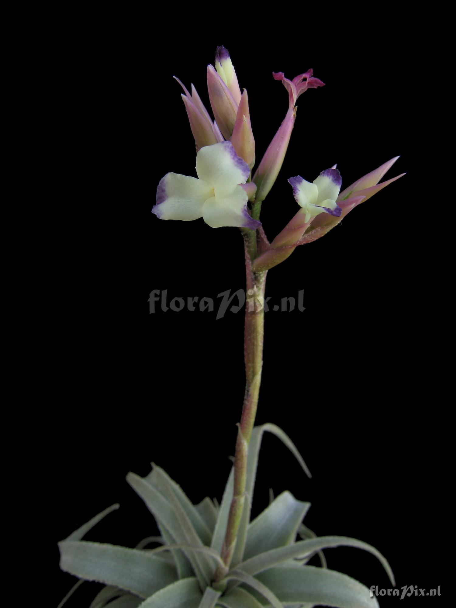 Tillandsia purpurea