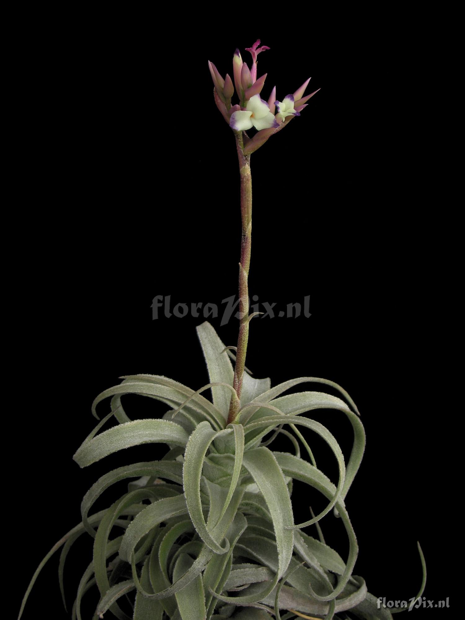 Tillandsia purpurea