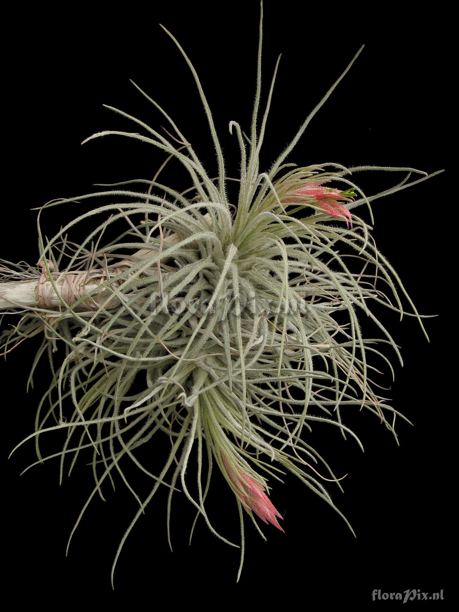 Tillandsia plumosa