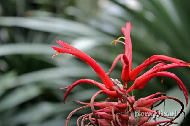 Pitcairnia angustifolia