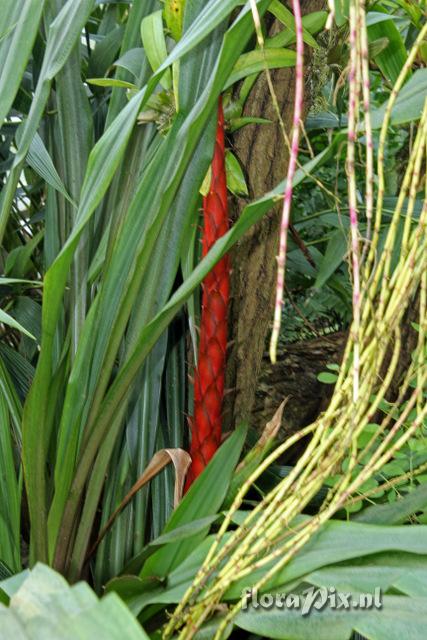 Pitcairnia atrorubens