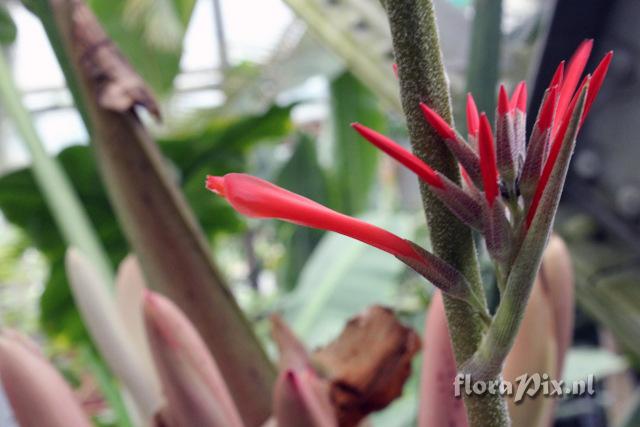 Pitcairnia pulverulenta