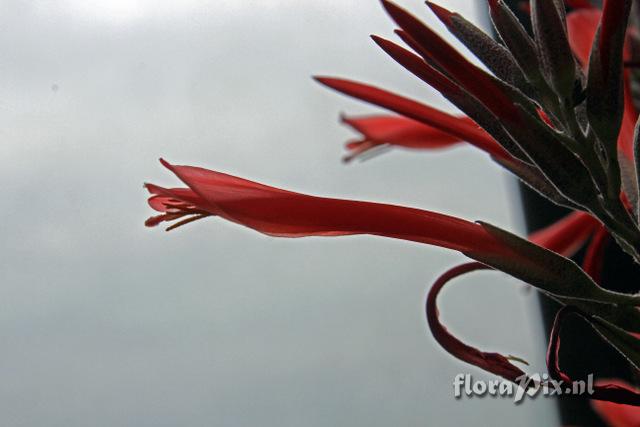 Pitcairnia pulverulenta