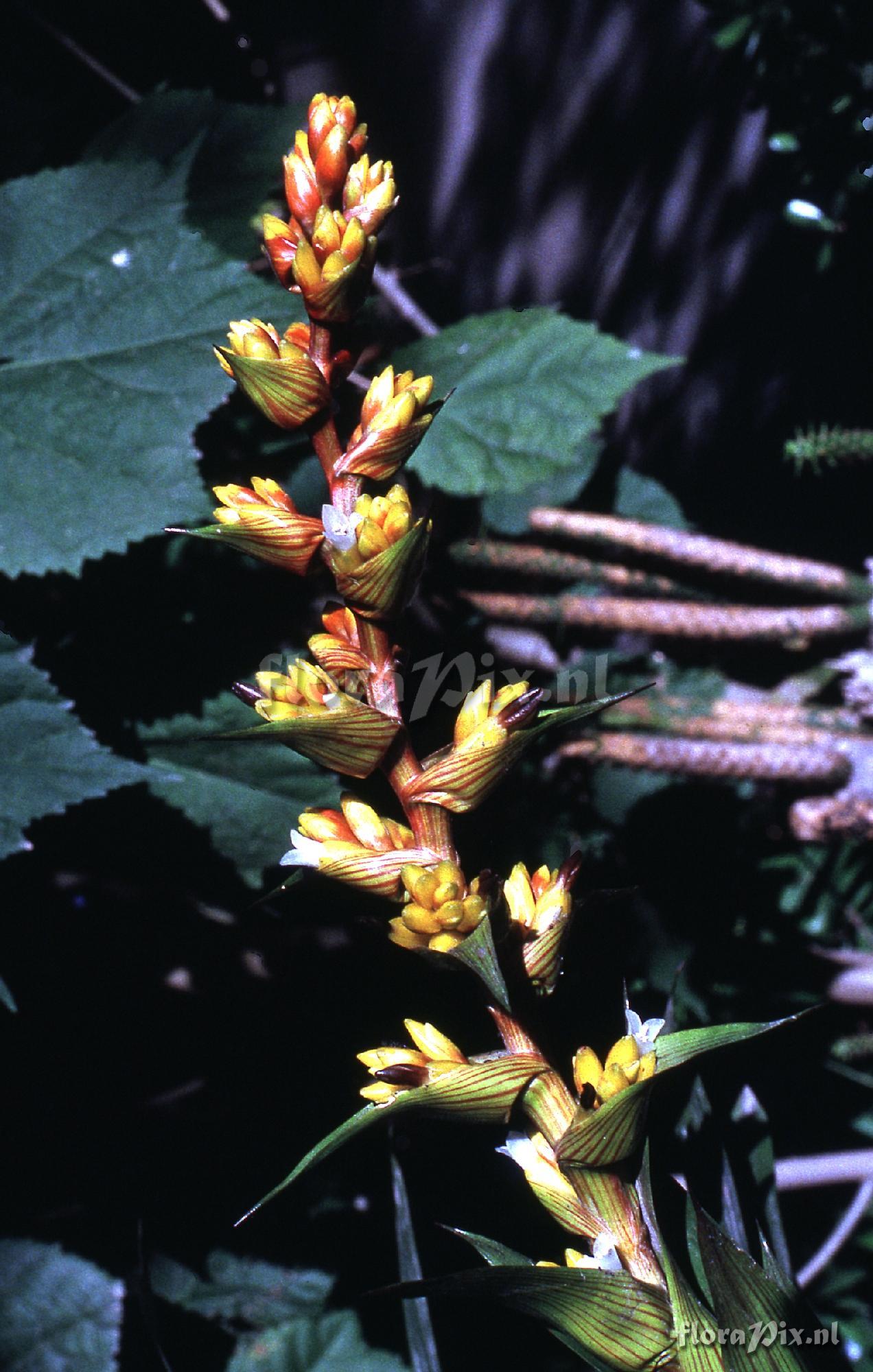 Guzmania unknown