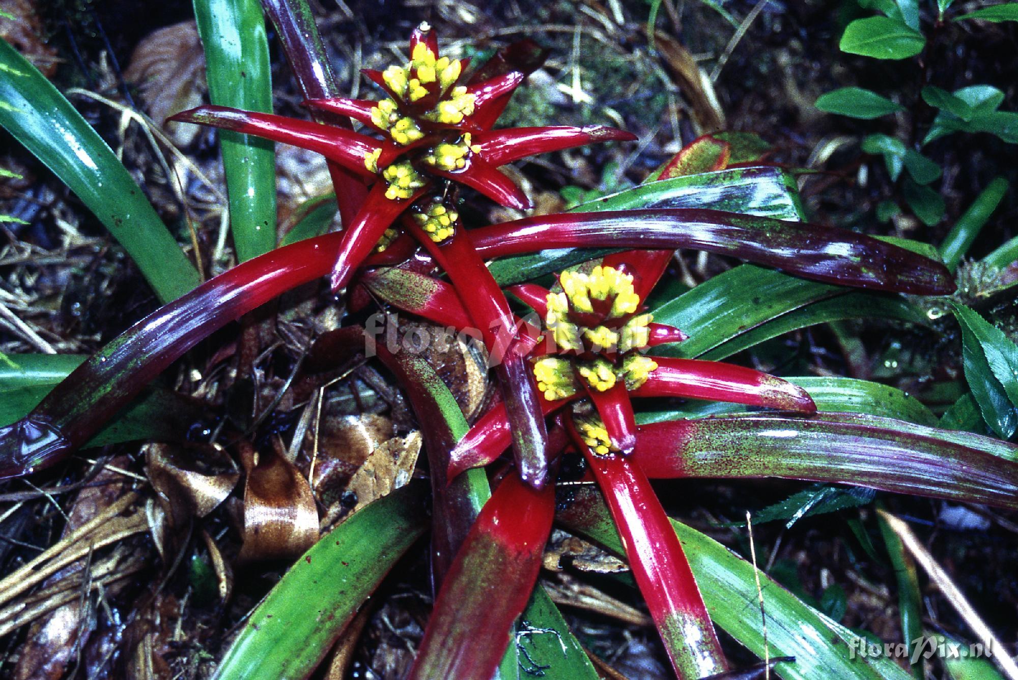 Guzmania kareniae