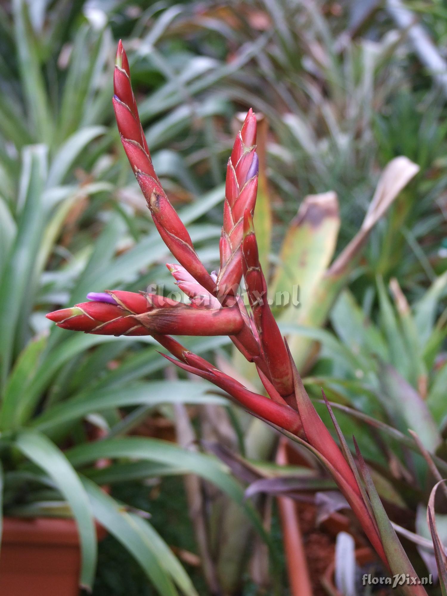 Tillandsia spec. 