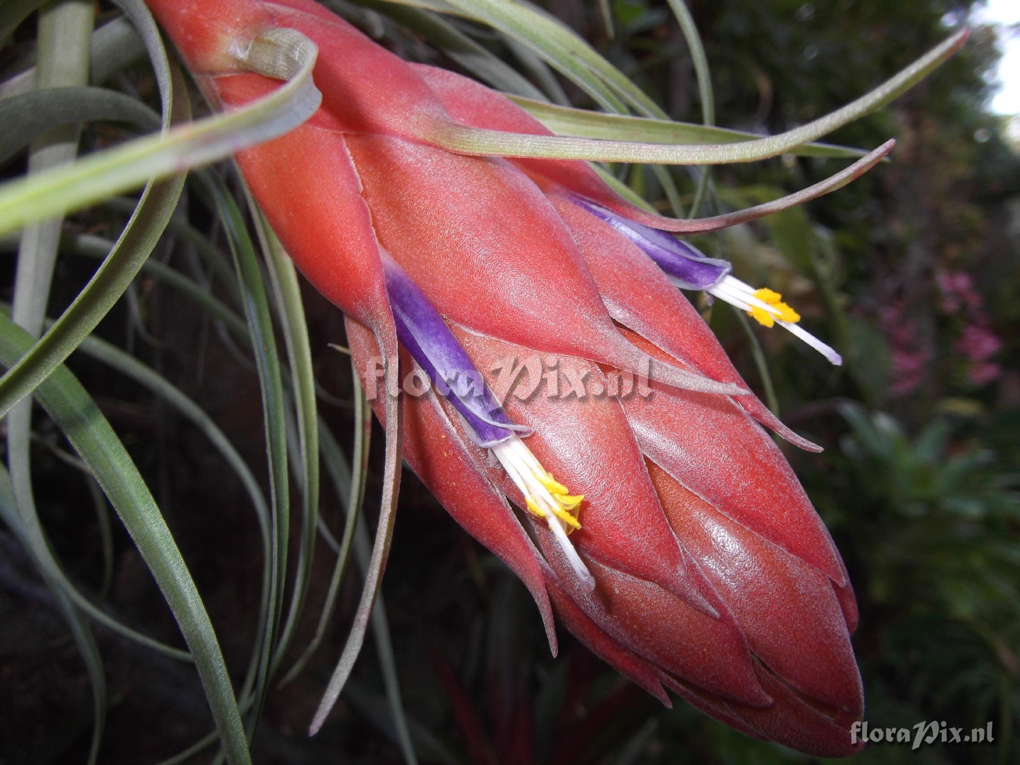 Tillandsia oaxacana