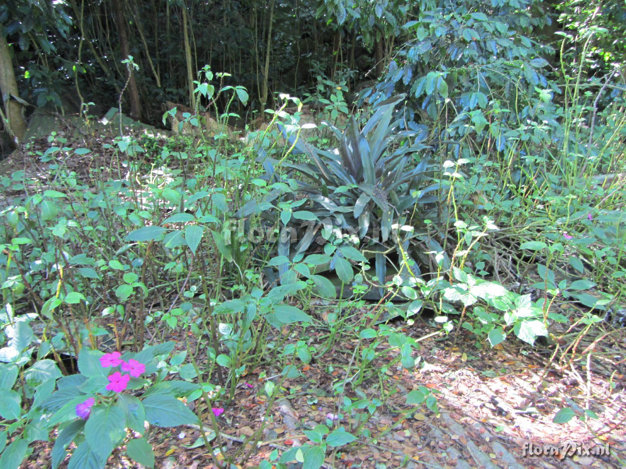 Aechmea mexicana