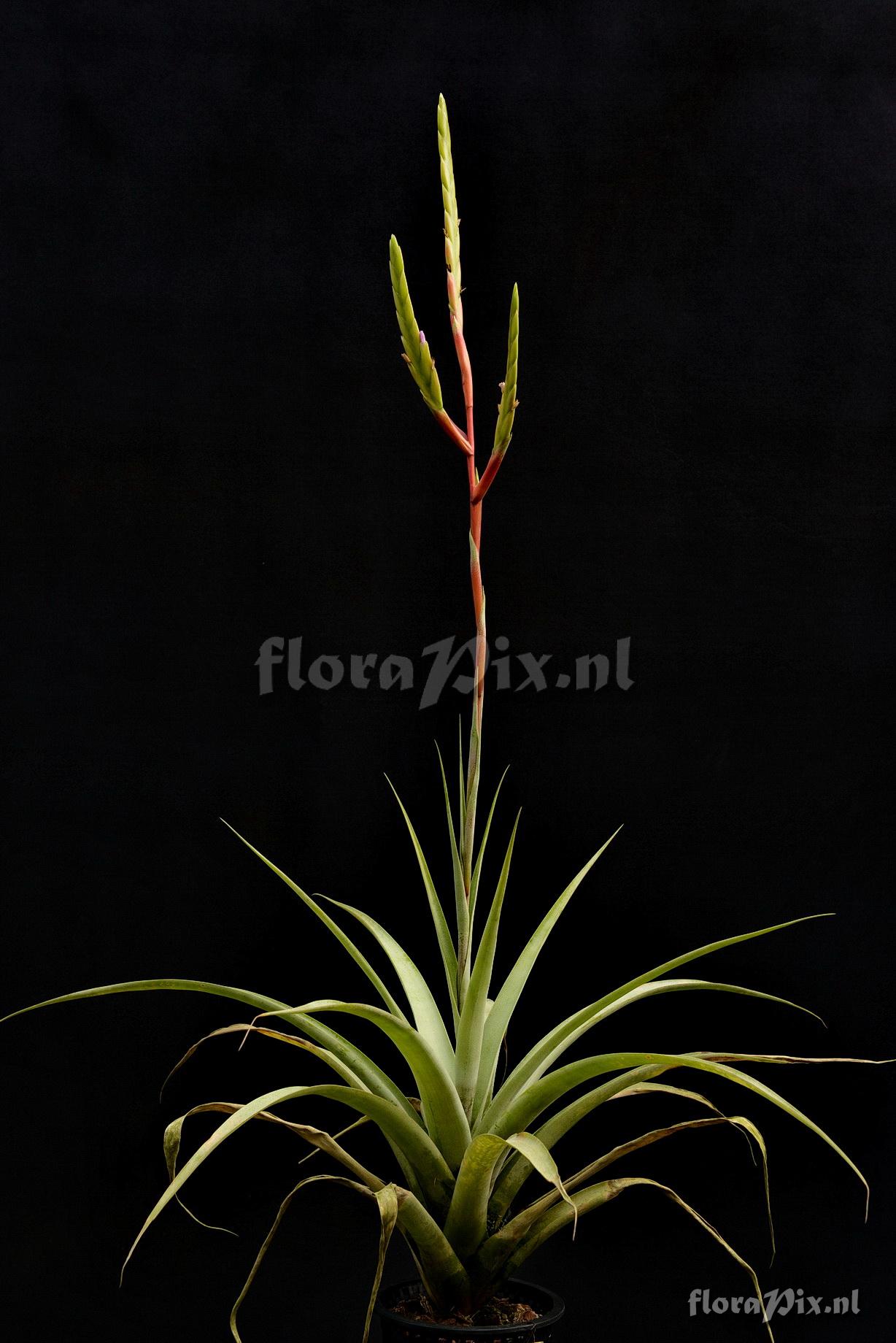 Tillandsia subconcolor