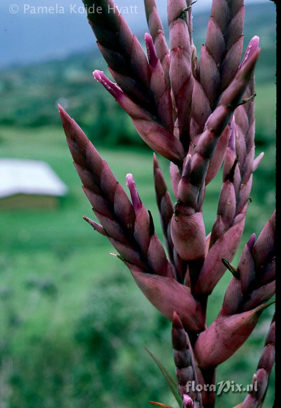 Tillandsia purpurascens