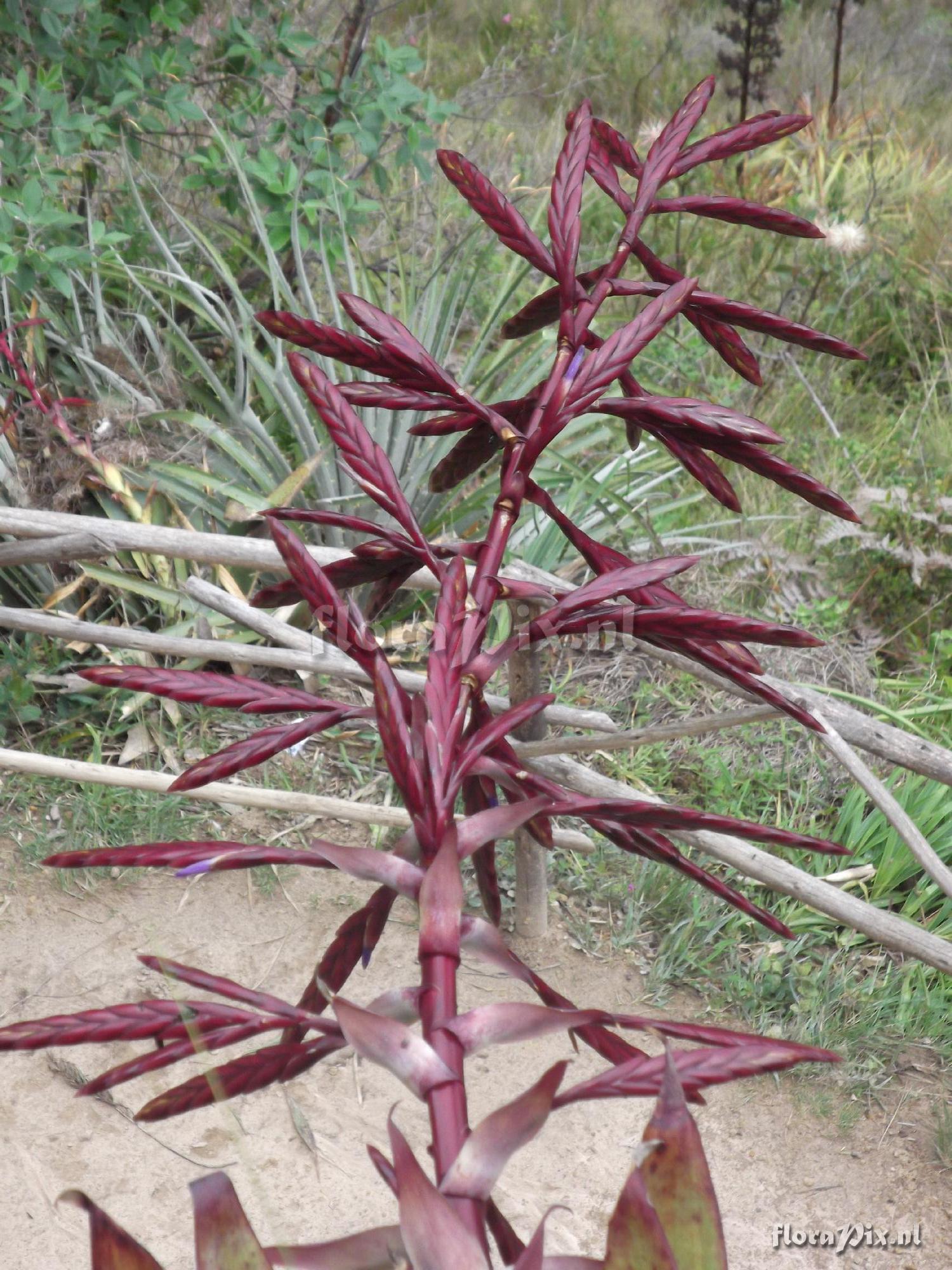 Tillandsia cf. macrodactylon