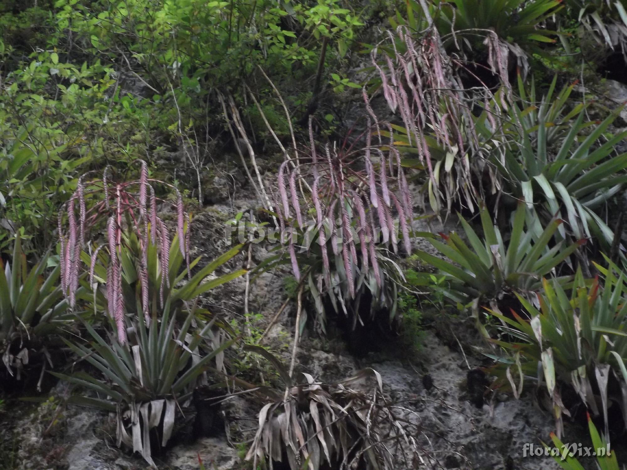 Tillandsia carnosa