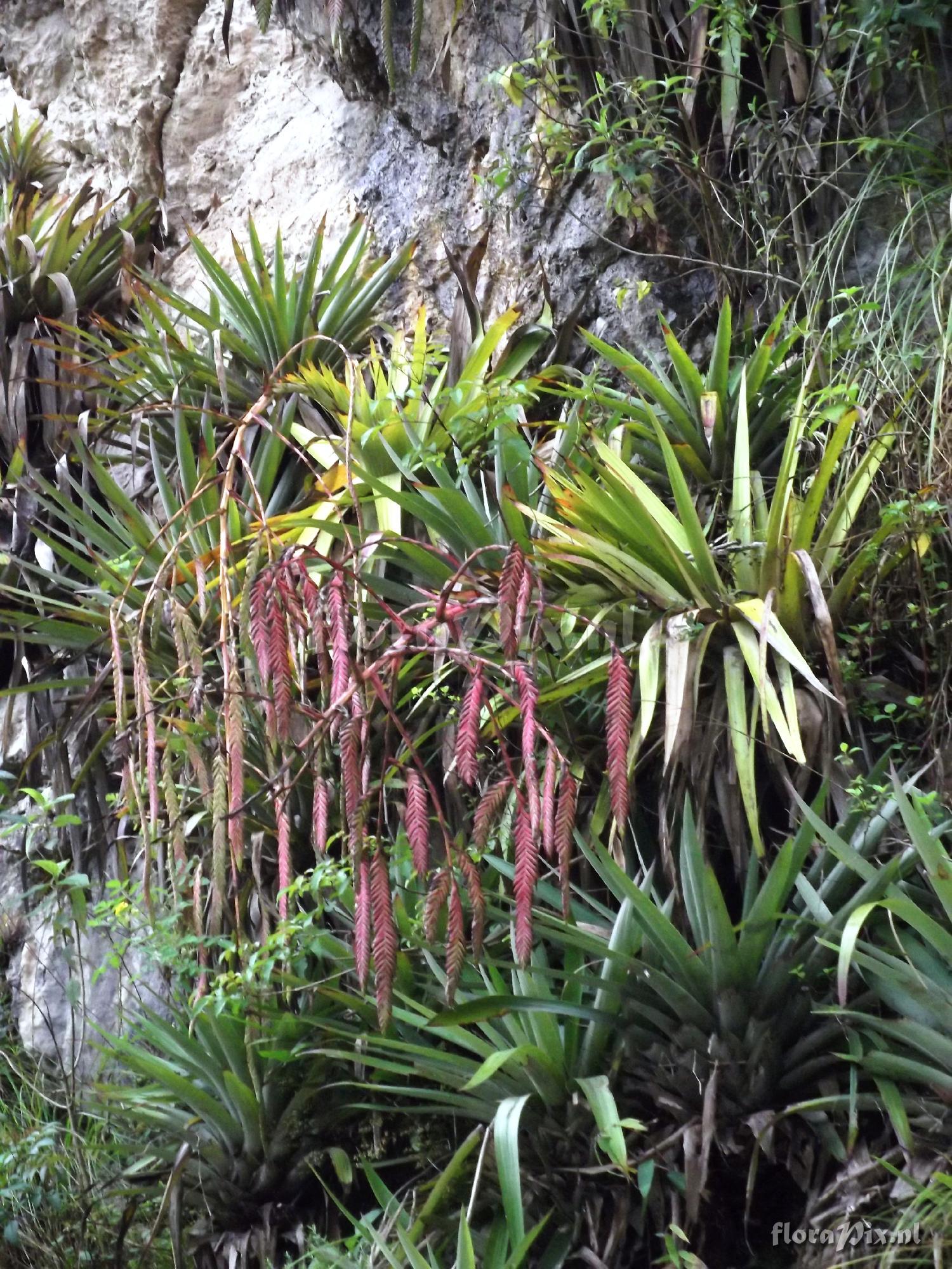 Tillandsia carnosa