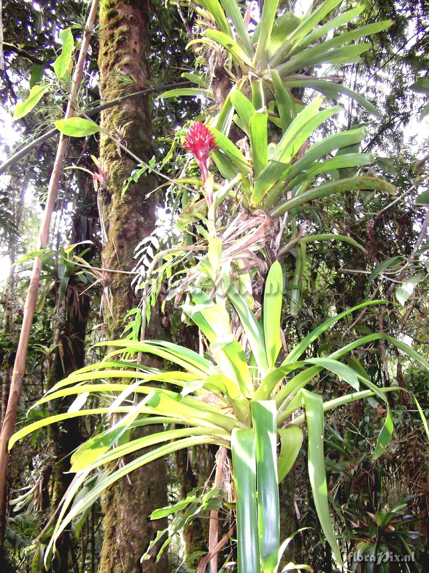 Guzmania bessae