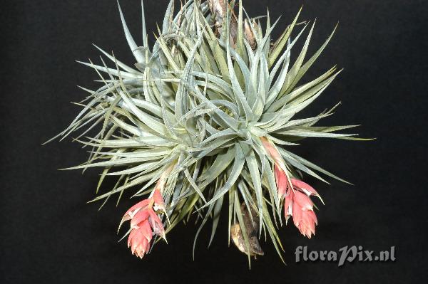 Tillandsia recurvifolia