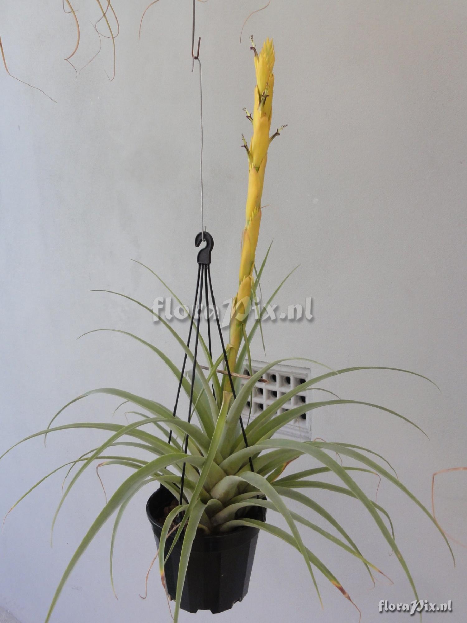 Tillandsia porphyrocraspeda??