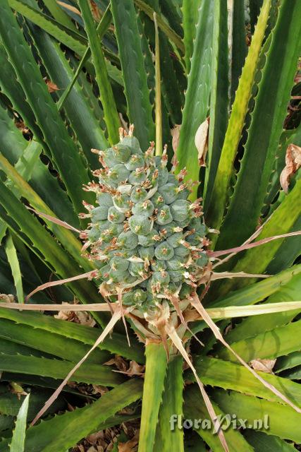 Bromelia balansae