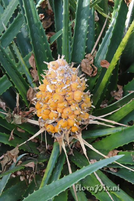 Bromelia balansae