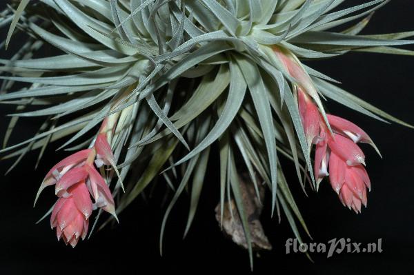 Tillandsia recurvifolia