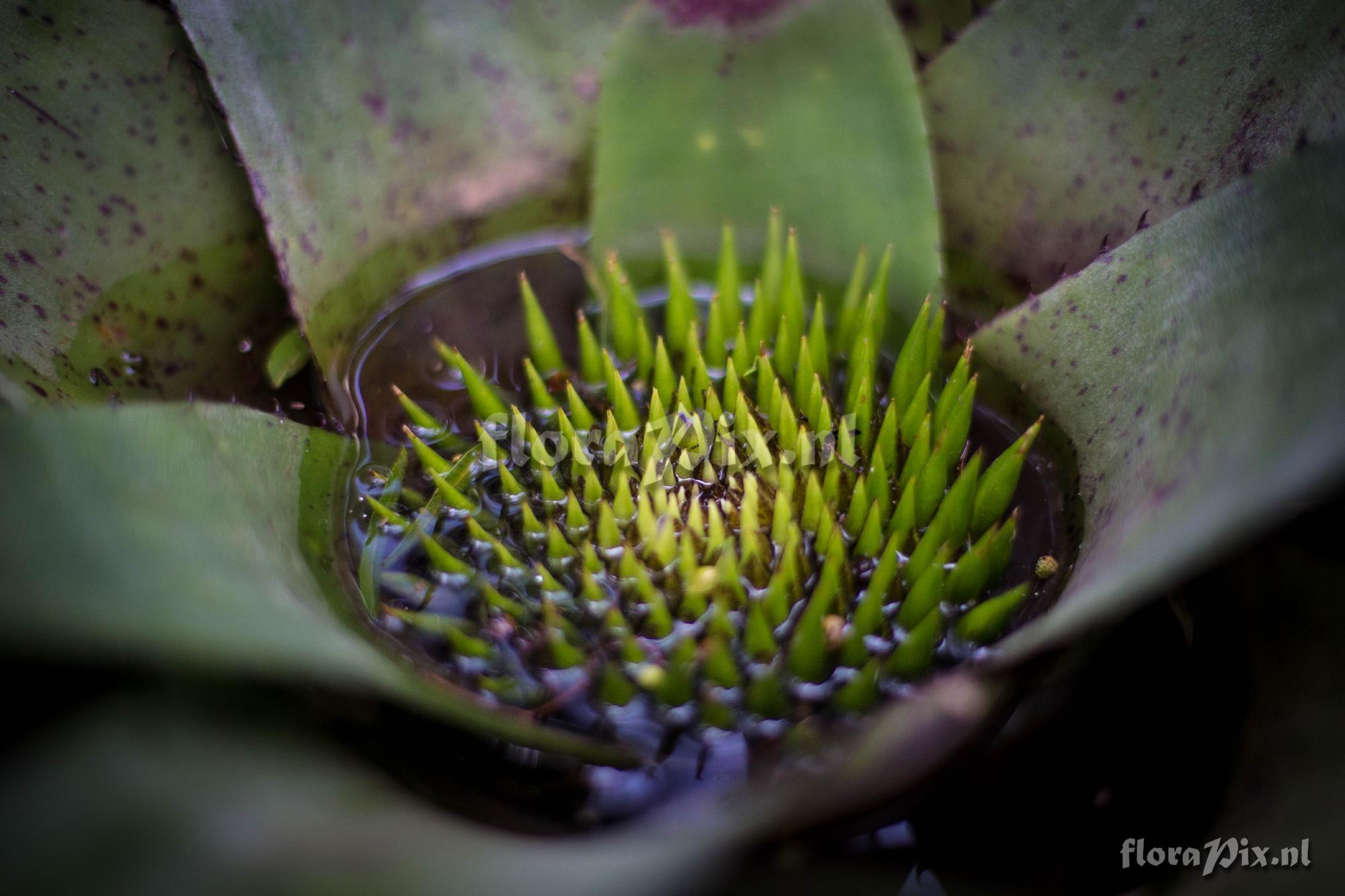 Neoregelia pascoaliana